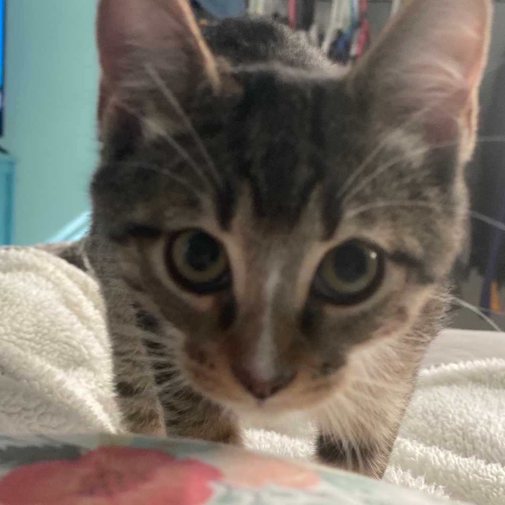 Meet your Posher, Posh